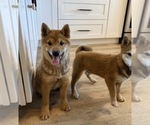 Small Photo #1 Shiba Inu Puppy For Sale in MONROE, WI, USA