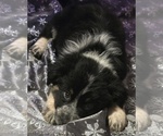 Small Photo #2 Border-Aussie Puppy For Sale in ROY, UT, USA