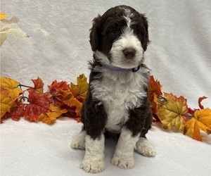 Bernedoodle Puppy for sale in CLAYTON, NC, USA