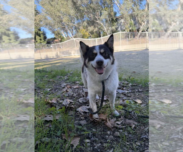 Medium Photo #5 Chihuahua-Unknown Mix Puppy For Sale in Studio City, CA, USA
