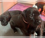 Puppy Magenta Cane Corso