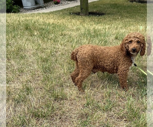 Medium Photo #1 Cavapoo (Miniature) Puppy For Sale in MIDDLEBURY, IN, USA