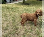 Small Photo #1 Cavapoo (Miniature) Puppy For Sale in MIDDLEBURY, IN, USA