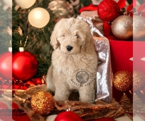 Goldendoodle Puppy for sale in MARYVILLE, MO, USA