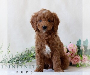 Goldendoodle (Miniature) Puppy for sale in EAST EARL, PA, USA
