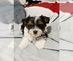 Small #2 Yorkshire Terrier