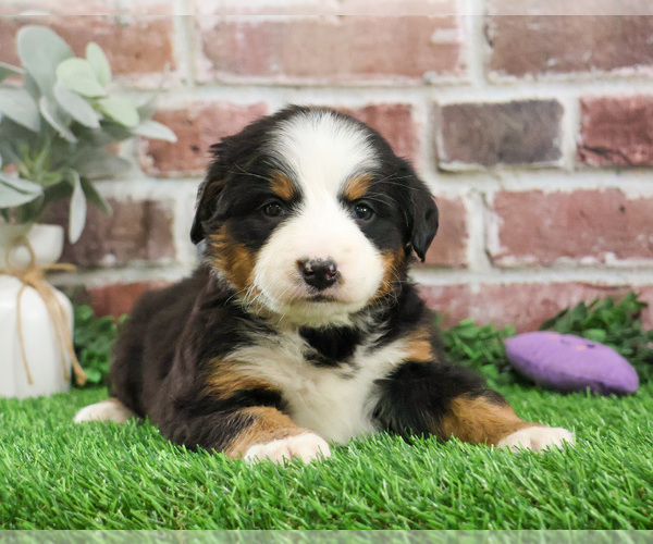 Medium Photo #12 Bernese Mountain Dog Puppy For Sale in SYRACUSE, IN, USA
