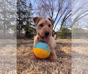 Mutt Dogs for adoption in Minneapolis, MN, USA