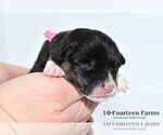 Small Photo #8 Pembroke Welsh Corgi Puppy For Sale in BURTRUM, MN, USA