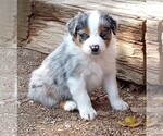 Puppy 8 Australian Shepherd