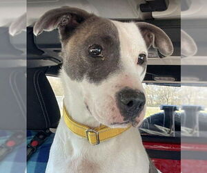 Mutt Dogs for adoption in Sheboygan, WI, USA