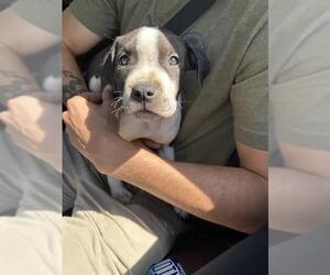 American Staffordshire Terrier-Unknown Mix Dogs for adoption in San Antonio, TX, USA
