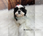 Small Photo #1 Shih Tzu Puppy For Sale in RIPLEY, MS, USA