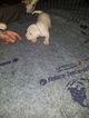 Small #16 American Pit Bull Terrier