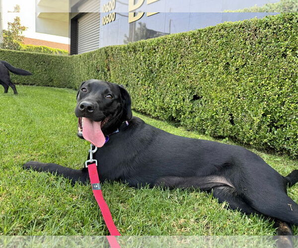 Medium Photo #3 Labrador Retriever-Unknown Mix Puppy For Sale in San Diego, CA, USA