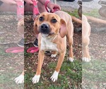 Small #2 Beagle Mix