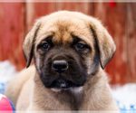 Small Photo #12 Mastiff Puppy For Sale in WAKARUSA, IN, USA