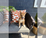 Small #6 Shiba Inu