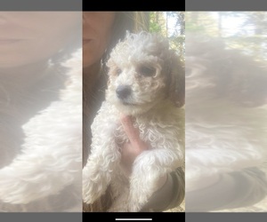 Maltipoo-Poodle (Miniature) Mix Puppy for sale in VENETA, OR, USA