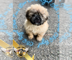 Shih Tzu Puppy for sale in ATHENS, GA, USA