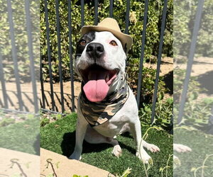 Milo - Female American Pit Bull Terrier-Unknown Mix Dog for Adoption - Photo #10
