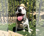Small Photo #10 American Pit Bull Terrier-Unknown Mix Puppy For Sale in Redlands, CA, USA