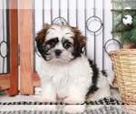 Small Photo #1 Shih Tzu Puppy For Sale in NAPLES, FL, USA