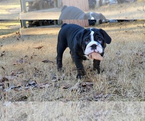 English Bulldog Puppy for Sale in POWDER SPRINGS, Georgia USA