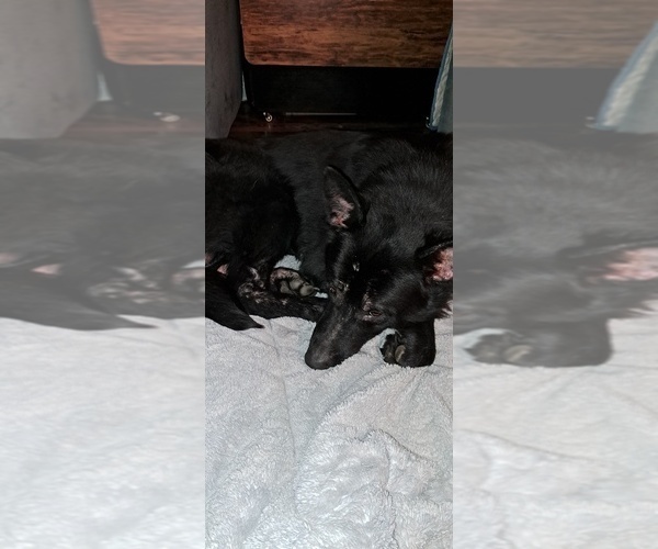 Medium Photo #1 German Shepherd Dog Puppy For Sale in SHORTSVILLE, NY, USA