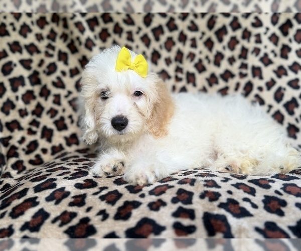 Medium Photo #5 Cock-A-Poo Puppy For Sale in LAKELAND, FL, USA