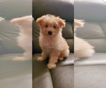 Puppy 1 Pom-A-Poo