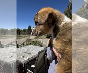 Australian Shepherd-Unknown Mix Dogs for adoption in Chama, NM, USA