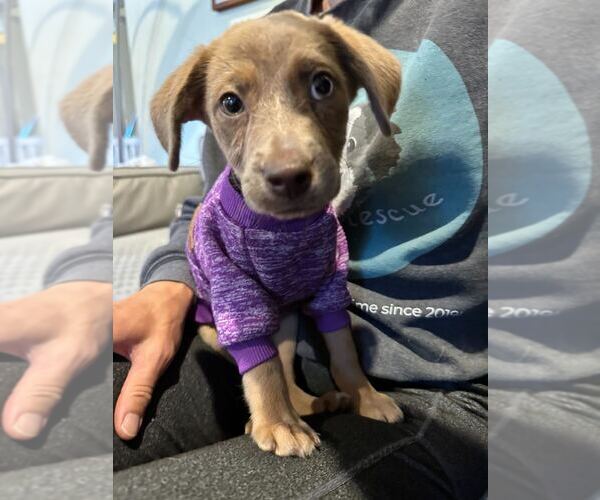 Medium Photo #1 Mutt Puppy For Sale in Bethesda, MD, USA