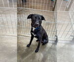 Small #3 Labrador Retriever Mix