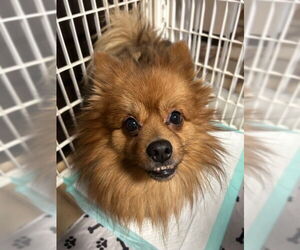 Pomeranian Dogs for adoption in Stanhope, NJ, USA
