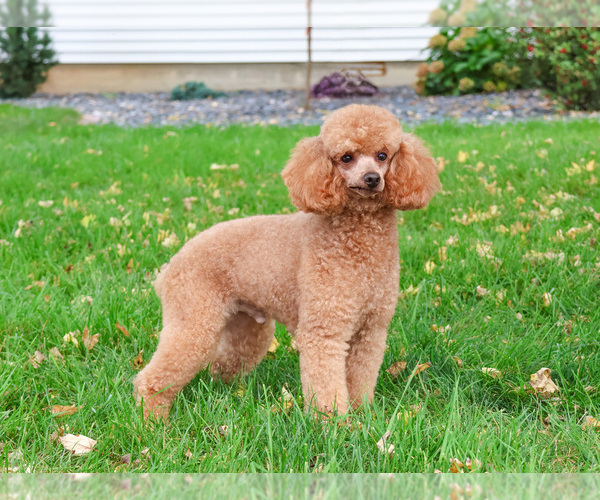 Medium Photo #1 Cavapoo (Miniature) Puppy For Sale in SYRACUSE, IN, USA