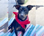Small Miniature Pinscher Mix