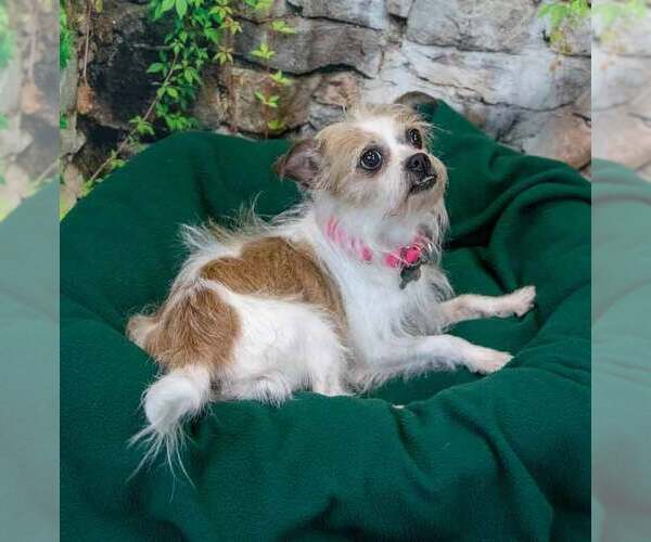 Medium Photo #3 Mutt Puppy For Sale in Kennesaw, GA, USA