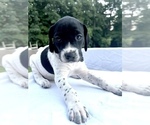 Small Photo #7 German Shorthaired Pointer Puppy For Sale in CORBIN, KY, USA