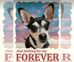 Small Chihuahua Mix