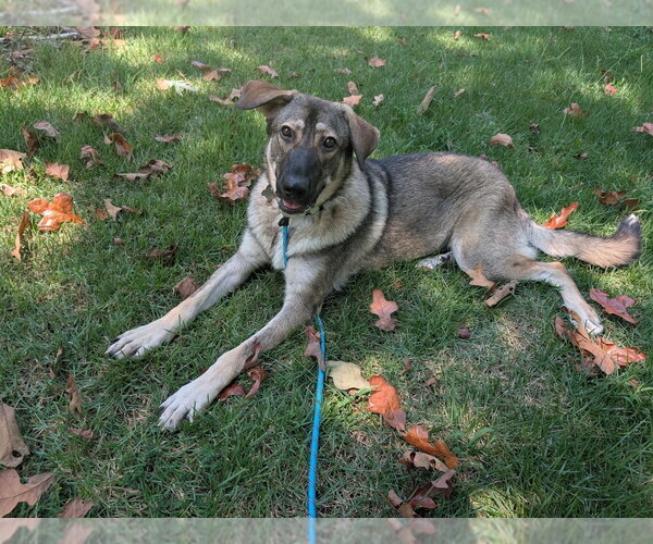 Medium Photo #3 German Shepherd Dog Puppy For Sale in Boston, MA, USA