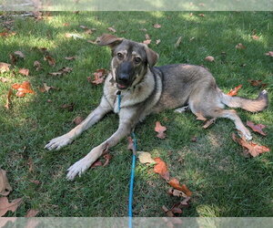 Heidi Klum - Female German Shepherd Dog Dog for Adoption - Photo #3