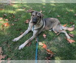 Small Photo #3 German Shepherd Dog Puppy For Sale in Boston, MA, USA