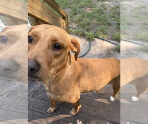Sunflower - Female Labrador Retriever-Unknown Mix Dog for Adoption - Photo #6