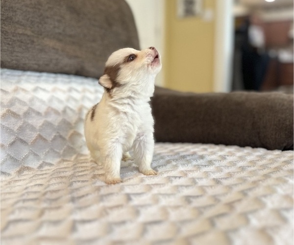 Medium Photo #3 Pomsky Puppy For Sale in DRACUT, MA, USA