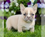Small #3 French Bulldog