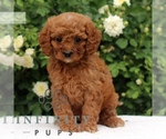 Small #3 Cavapoo