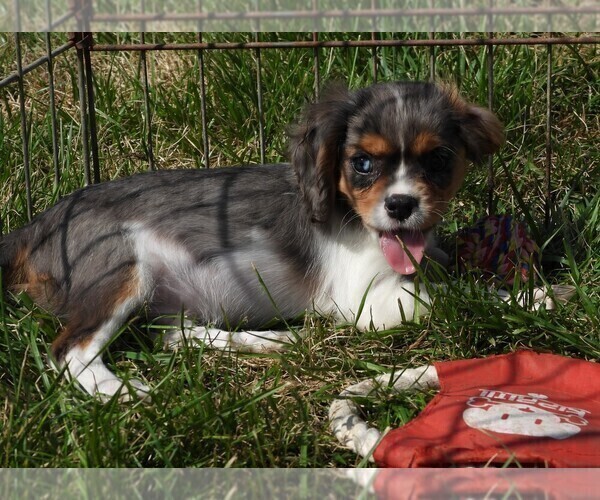 Medium Photo #1 Cavalier King Charles Spaniel Puppy For Sale in CARLISLE, KY, USA