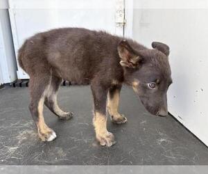 German Shepherd Dog Dogs for adoption in Riverside, CA, USA