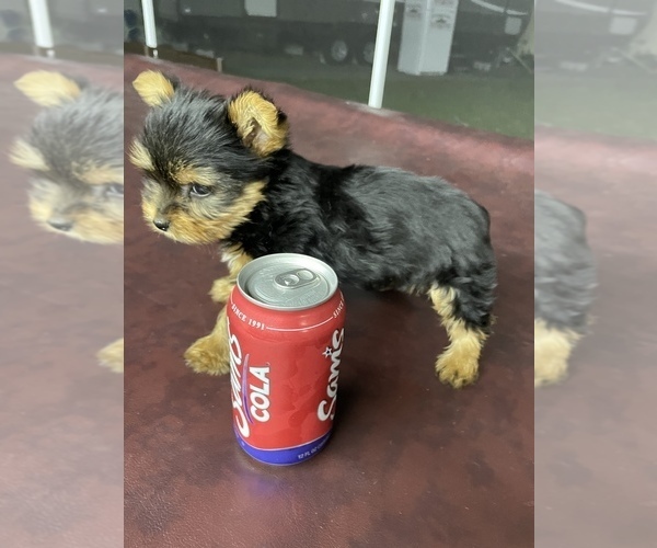Medium Photo #9 Yorkshire Terrier Puppy For Sale in TAMPA, FL, USA